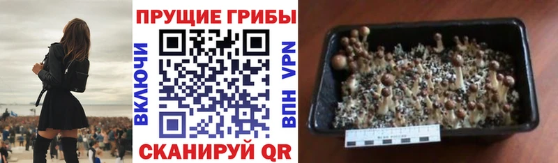 Псилоцибиновые грибы Psilocybe  Власиха 